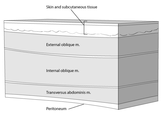 anatomy of anterior abdominal wall