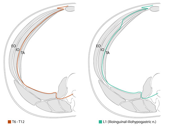 Cross sectional view of the abdominal wall