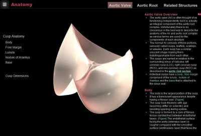 Aortic Valve Anatomy